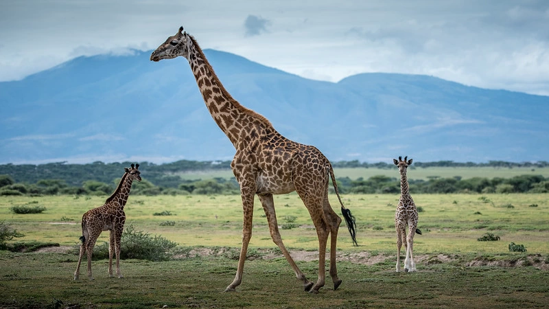 8 Days Tarangire, Ngorongoro, Serengeti and Lake Manyara Safari